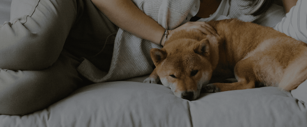 Pelo brillante y sin caída: El secreto de la nutrición para cuidar la piel de tu perro