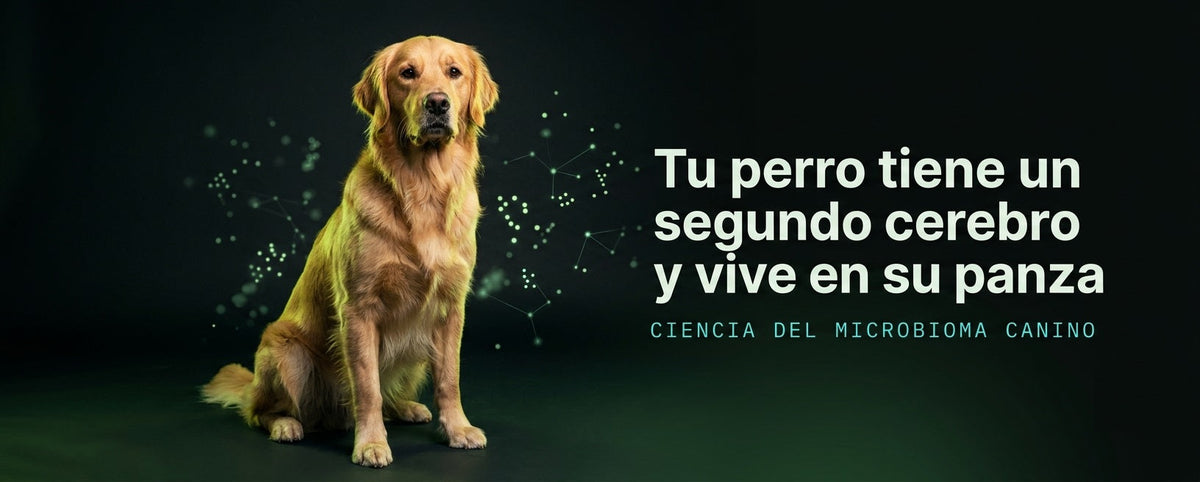 Tu perro tiene un segundo cerebro y vive en su panza