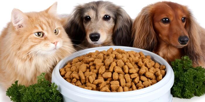 ¿Cómo cambiar las croquetas de tu mascota sin enfermar su estómago? Guía paso a paso