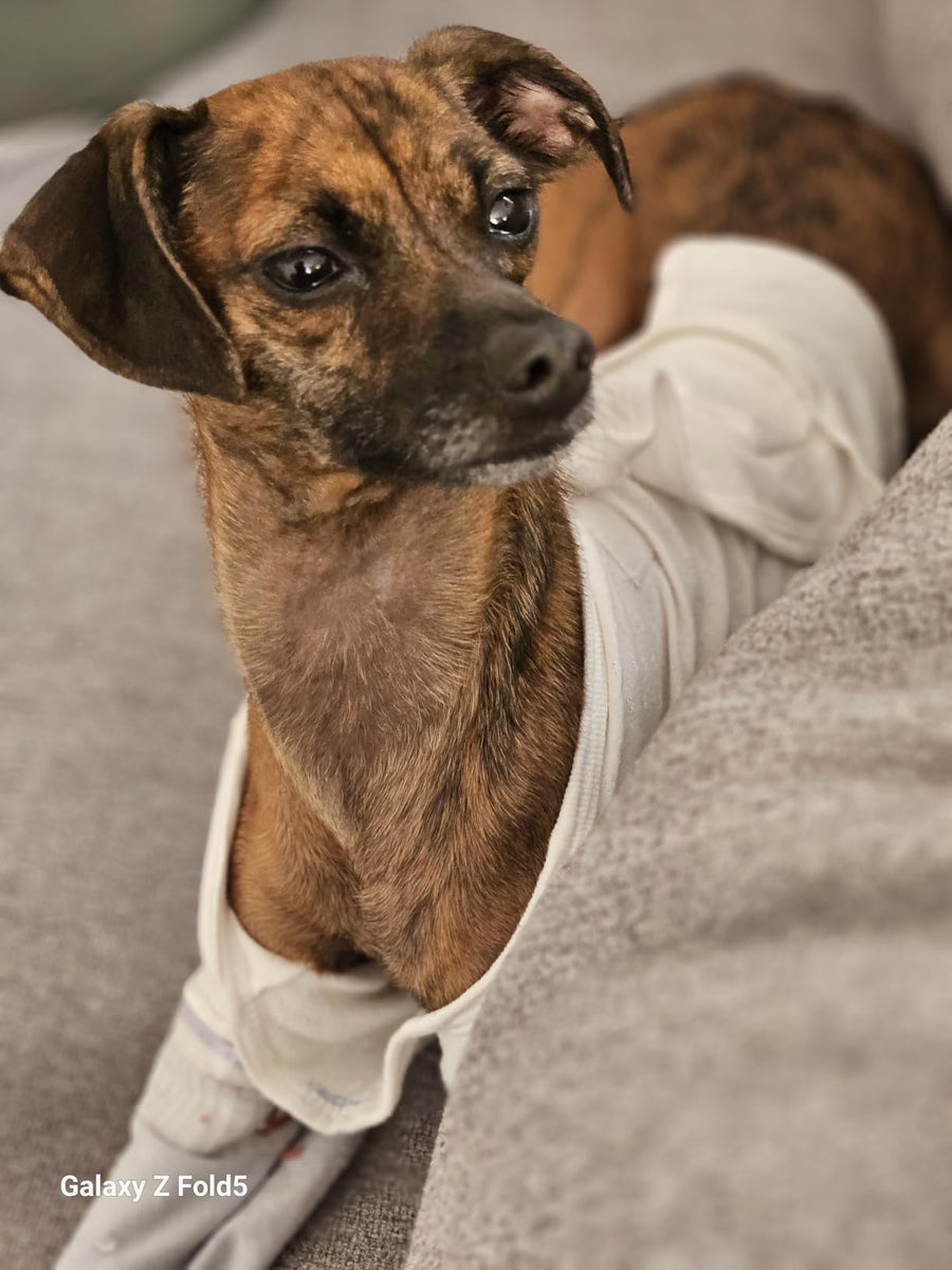 Norma
